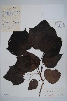 梓樹藏品圖，第1張