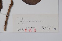 梓樹藏品圖，第2張