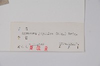牧根草藏品圖，第2張