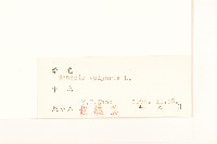 歐洲黃菀藏品圖，第3張