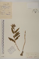 絨背薊藏品圖，第1張