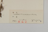 絨背薊藏品圖，第3張