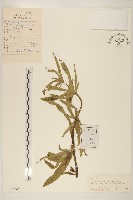 林澤蘭藏品圖，第1張