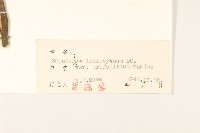 林澤蘭藏品圖，第3張