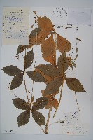 展枝沙參藏品圖，第1張