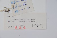 展枝沙參藏品圖，第2張