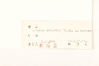 興安毛蓮菜藏品圖，第3張