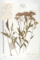 球花鳳毛菊藏品圖，第1張