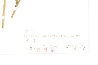 球花鳳毛菊藏品圖，第3張