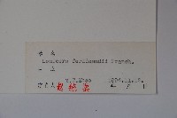 蔥皮忍冬藏品圖，第2張