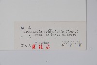 附地菜藏品圖，第2張