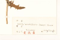 抱莖苦菜藏品圖，第3張