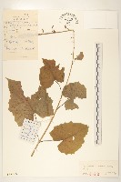 盤果菊藏品圖，第1張