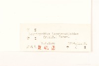 火絨草藏品圖，第3張