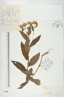 歐亞旋覆花藏品圖，第1張