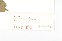 歐亞旋覆花藏品圖，第3張