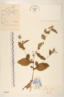 苦實菜藏品圖，第1張