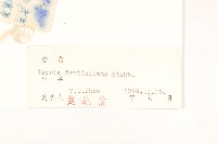 苦實菜藏品圖，第3張