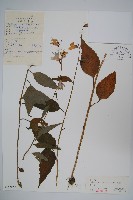 大花沙參藏品圖，第1張