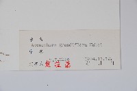 大花沙參藏品圖，第2張