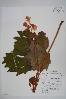 毛梗豨薟藏品圖，第1張