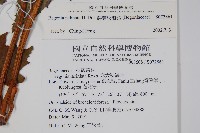 毛梗豨薟藏品圖，第2張