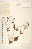 毛梗豨薟藏品圖，第3張