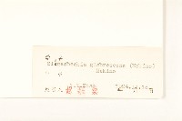 毛梗豨薟藏品圖，第5張