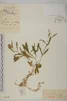 興安石竹藏品圖，第1張