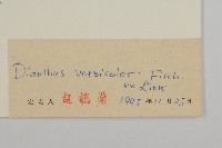 興安石竹藏品圖，第3張