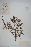 角蒿藏品圖，第1張