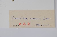 角蒿藏品圖，第2張