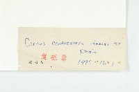 燈臺樹藏品圖，第3張