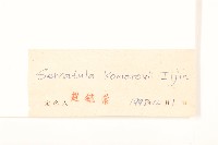 波菜帘子藏品圖，第3張