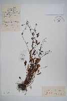 森林附地菜藏品圖，第1張