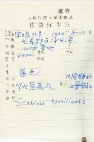 華北藍盆花藏品圖，第2張