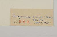 貓兒菊藏品圖，第3張