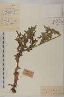 煙管草藏品圖，第1張