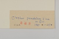 煙管草藏品圖，第3張