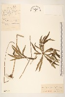 兔兒傘藏品圖，第1張