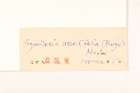 兔兒傘藏品圖，第3張