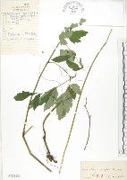 單穗升麻藏品圖，第1張