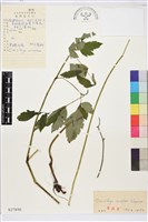 單穗升麻藏品圖，第2張