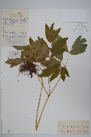 紅毛七藏品圖，第1張