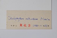 紅毛七藏品圖，第2張