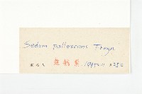 白景天藏品圖，第3張