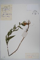 聚花風鈴草藏品圖，第1張