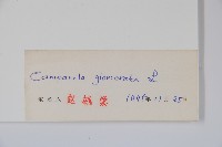 聚花風鈴草藏品圖，第2張