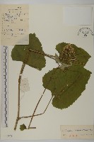 東風菜藏品圖，第1張