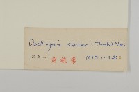 東風菜藏品圖，第3張